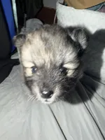 Tootsie , a female Pomeranian for sale in Sacramento, CA – Photo 2 of 9