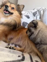 Tootsie , a female Pomeranian for sale in Sacramento, CA – Photo 8 of 9