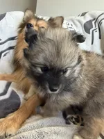 Tootsie , a female Pomeranian for sale in Sacramento, CA – Photo 4 of 9