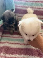 Tootsie , a female Pomeranian for sale in Sacramento, CA – Photo 7 of 9