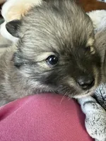 Tootsie , a female Pomeranian for sale in Sacramento, CA – Photo 5 of 9