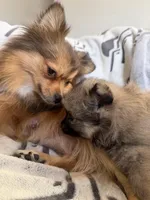 Tootsie , a female Pomeranian for sale in Sacramento, CA – Photo 9 of 9