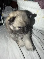 Tootsie , a female Pomeranian for sale in Sacramento, CA – Photo 3 of 9