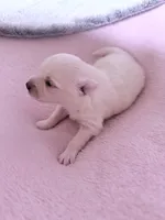 Diva, a female Pomeranian for sale in Sacramento, CA – Photo 9 of 10