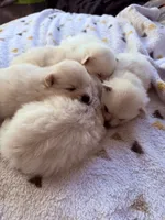 Diva, a female Pomeranian for sale in Sacramento, CA – Photo 4 of 10