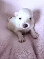 Diva, a female Pomeranian for sale in Sacramento, CA – Photo 6 of 10