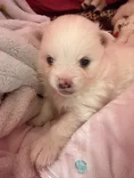 Diva, a female Pomeranian for sale in Sacramento, CA – Photo 10 of 10