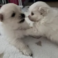 Diva, a female Pomeranian for sale in Sacramento, CA – Photo 2 of 10