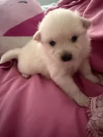 Diva, a female Pomeranian for sale in Sacramento, CA – Photo 5 of 10