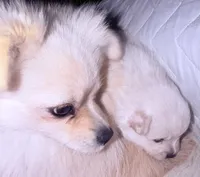 Diva, a female Pomeranian for sale in Sacramento, CA – Photo 1 of 10