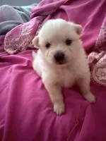 Diva, a female Pomeranian for sale in Sacramento, CA – Photo 7 of 10