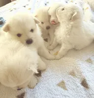 Diva, a female Pomeranian for sale in Sacramento, CA – Photo 3 of 10