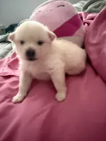 Diva, a female Pomeranian for sale in Sacramento, CA – Photo 8 of 10