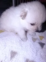 Fluffy , a male Pomeranian for sale in Sacramento, CA – Photo 3 of 10