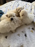 Fluffy , a male Pomeranian for sale in Sacramento, CA – Photo 6 of 10