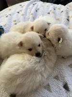 Fluffy , a male Pomeranian for sale in Sacramento, CA – Photo 9 of 10