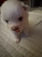 Fluffy , a male Pomeranian for sale in Sacramento, CA – Photo 8 of 10