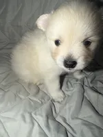 Fluffy , a male Pomeranian for sale in Sacramento, CA – Photo 7 of 10