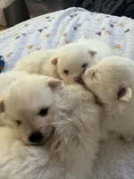 Fluffy , a male Pomeranian for sale in Sacramento, CA – Photo 5 of 10