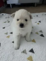 Fluffy , a male Pomeranian for sale in Sacramento, CA – Photo 4 of 10