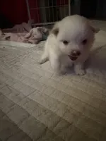 Fluffy , a male Pomeranian for sale in Sacramento, CA – Photo 10 of 10