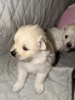 Fluffy , a male Pomeranian for sale in Sacramento, CA – Photo 2 of 10