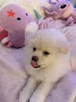 BADY, a female Pomeranian for sale in Sacramento, CA – Photo 8 of 10