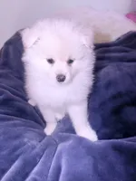 BADY, a female Pomeranian for sale in Sacramento, CA – Photo 9 of 10