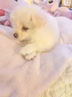 BADY, a female Pomeranian for sale in Sacramento, CA – Photo 5 of 10