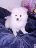 BADY, a female Pomeranian for sale in Sacramento, CA – Photo 3 of 10