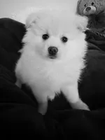 BADY, a female Pomeranian for sale in Sacramento, CA – Photo 7 of 10