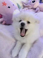 BADY, a female Pomeranian for sale in Sacramento, CA – Photo 4 of 10