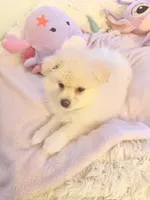 BADY, a female Pomeranian for sale in Sacramento, CA – Photo 2 of 10