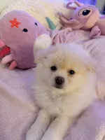 BADY, a female Pomeranian for sale in Sacramento, CA – Photo 6 of 10