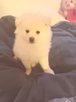 BADY, a female Pomeranian for sale in Sacramento, CA – Photo 10 of 10