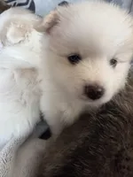 Angel , a female Pomeranian for sale in Sacramento, CA – Photo 6 of 10