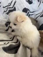 Angel , a female Pomeranian for sale in Sacramento, CA – Photo 9 of 10