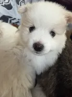 Angel , a female Pomeranian for sale in Sacramento, CA – Photo 3 of 10