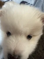 Angel , a female Pomeranian for sale in Sacramento, CA – Photo 1 of 10