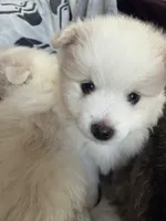 Angel , a female Pomeranian for sale in Sacramento, CA – Photo 2 of 10