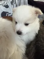 Angel , a female Pomeranian for sale in Sacramento, CA – Photo 5 of 10