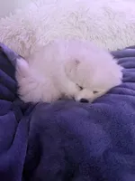 KEN, a male Pomeranian for sale in Sacramento, CA – Photo 10 of 10