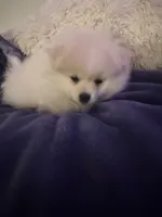 KEN, a male Pomeranian for sale in Sacramento, CA – Photo 3 of 10