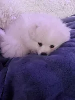 KEN, a male Pomeranian for sale in Sacramento, CA – Photo 7 of 10