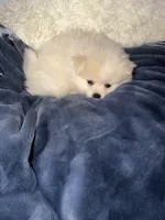 KEN, a male Pomeranian for sale in Sacramento, CA – Photo 2 of 10