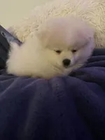 KEN, a male Pomeranian for sale in Sacramento, CA – Photo 8 of 10