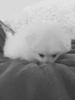 KEN, a male Pomeranian for sale in Sacramento, CA – Photo 9 of 10