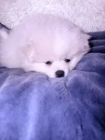 KEN, a male Pomeranian for sale in Sacramento, CA – Photo 1 of 10