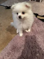 Solder, a male Pomeranian for sale in Sacramento, CA – Photo 9 of 10