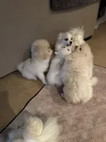 Solder, a male Pomeranian for sale in Sacramento, CA – Photo 10 of 10